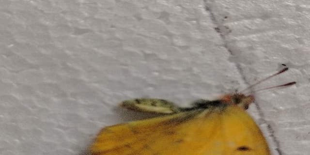 Mariposa Azufre - Phoebis