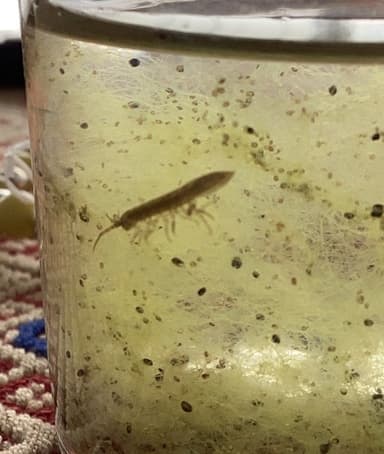 Roca-conejo (Plecoptera)