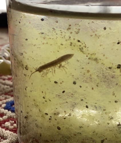 Roca-conejo (Plecoptera) -