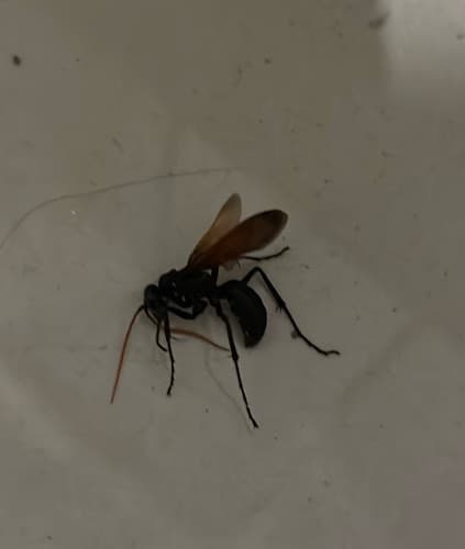 Avispa cazadora de arañas -