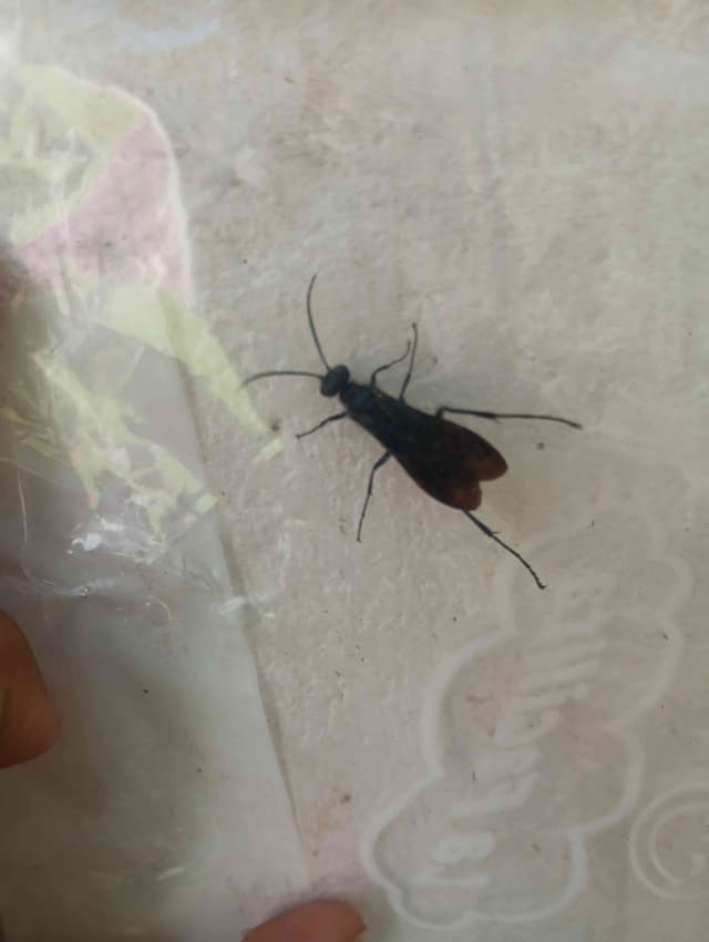 Avispa tarántula (Pepsis sp.) - Pepsis