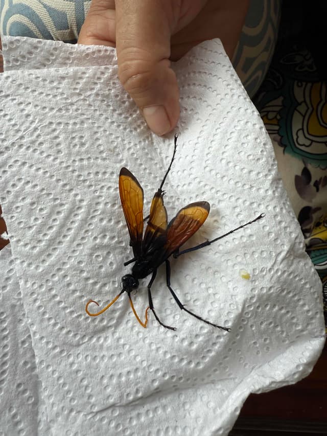 Avispa Cazadora de Tarántulas - Pepsis Pepsis grossa