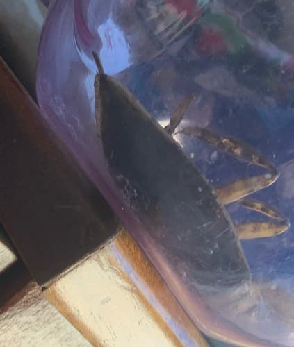 Cangrejo azul - Callinectes sapidus