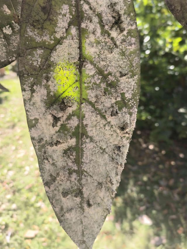 Cochinilla de la naranja - Planococcus citri