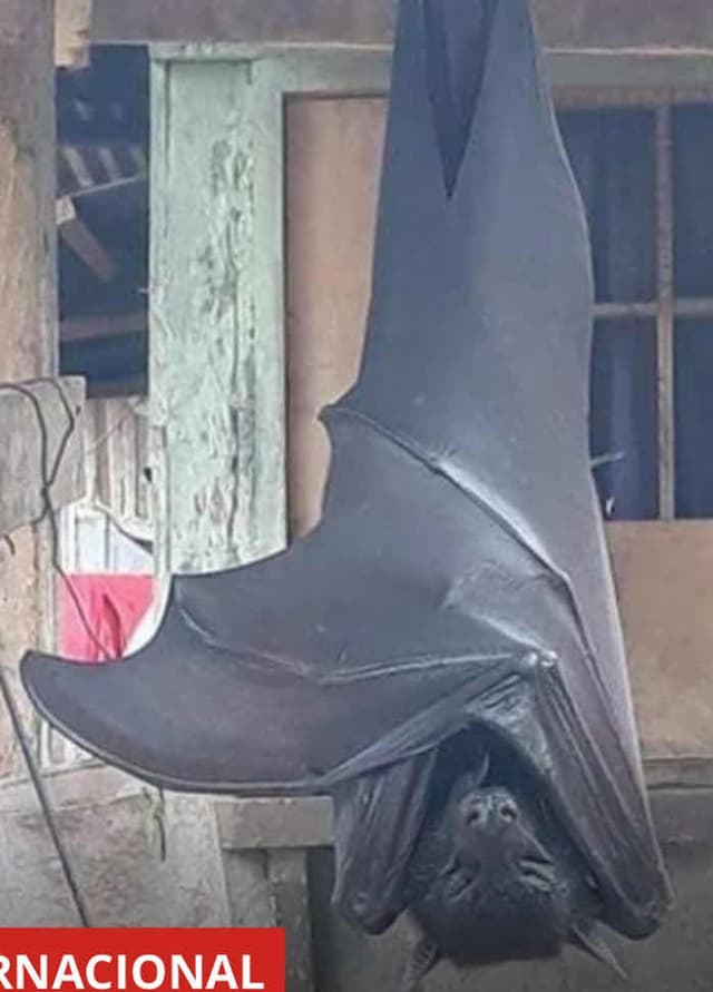 Zorro Volador de Corona Dorada - Acerodon jubatus