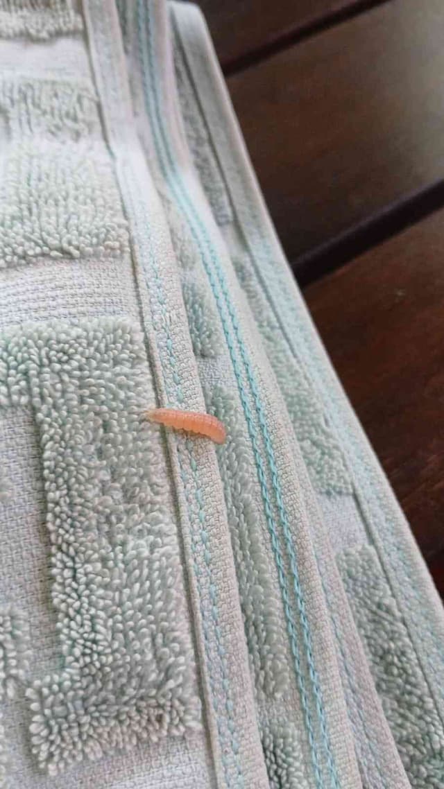 Polillas de la familia Pyralidae -