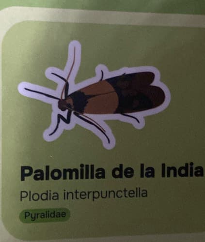Polilla de la despensa - Plodia interpunctella