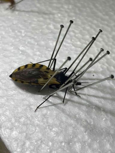 Chinche asesina de barba