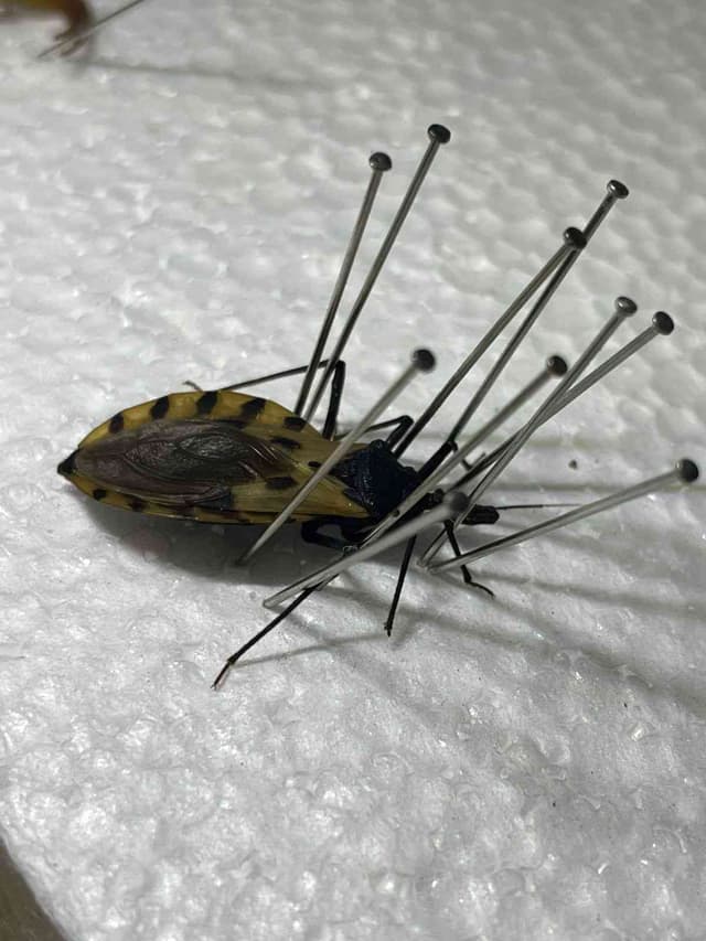 Chinche asesina de barba - Pselliopus barberi