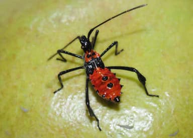 Zelus longipes (una chinche apestosa asesina)