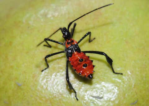 Zelus longipes (una chinche apestosa asesina) - Zelus longipes