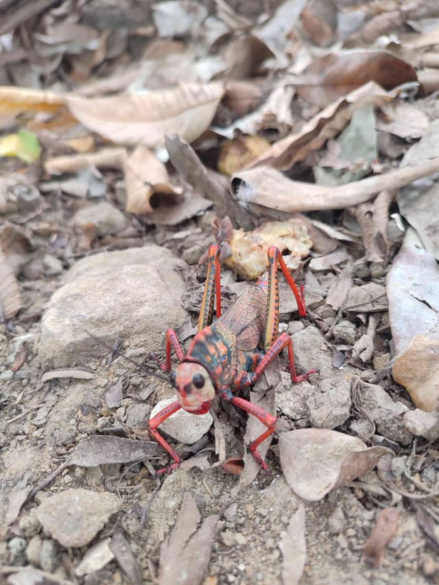 Saltamontes gigante (Tropidacris collaris) - Tropidacris Tropidacris collaris
