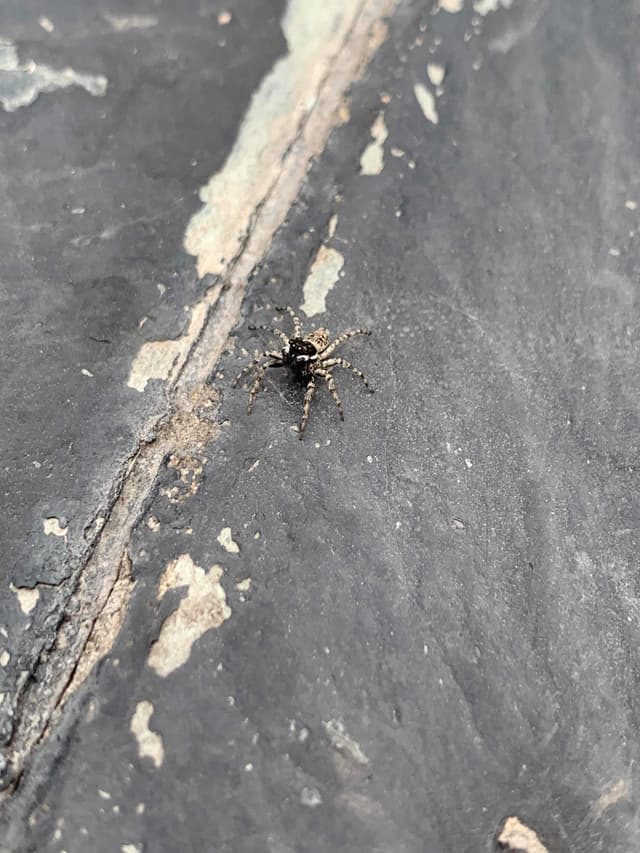araña saltadora -