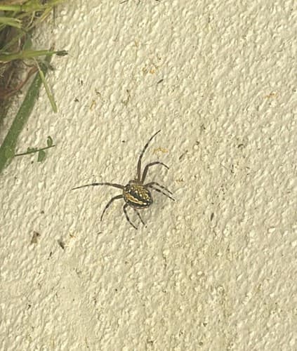 Araña saltarina -  sp.