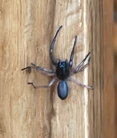 Araña Saltadora Hormiga