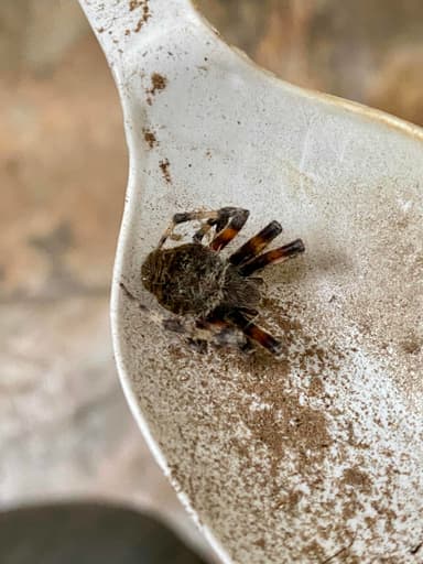 Saltamontes Saltícidos (Pájaro Saltarín)