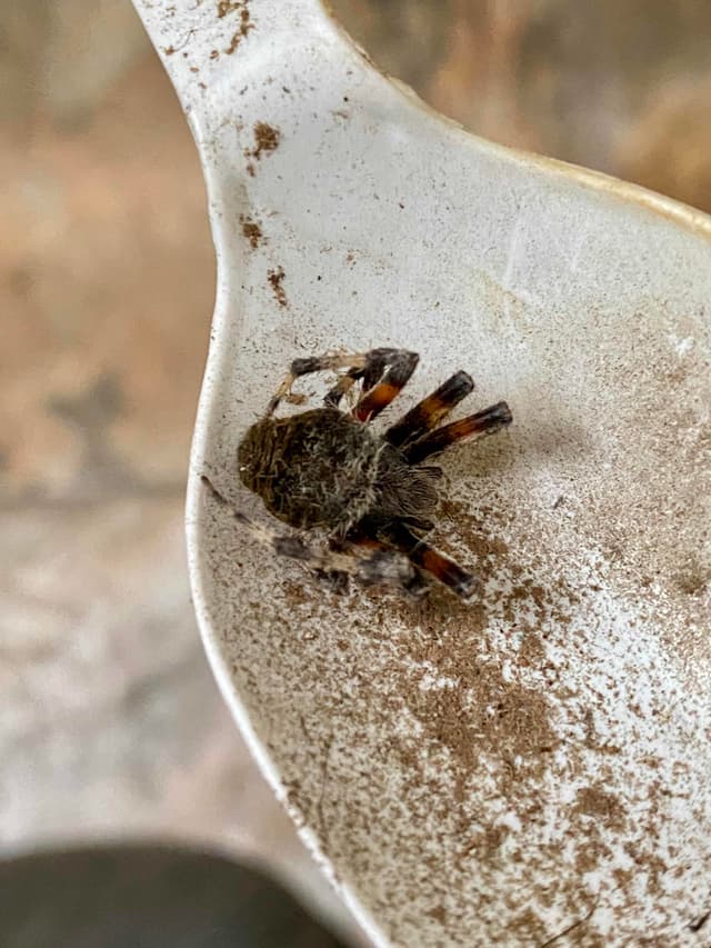 Saltamontes Saltícidos (Pájaro Saltarín) - Phidippus