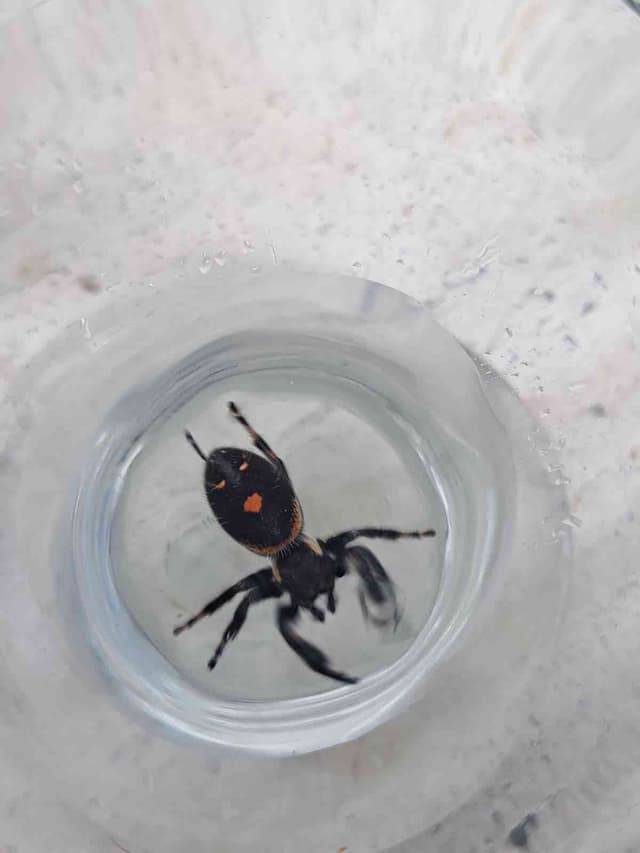 Araña saltadora audaz - Phidippus audax