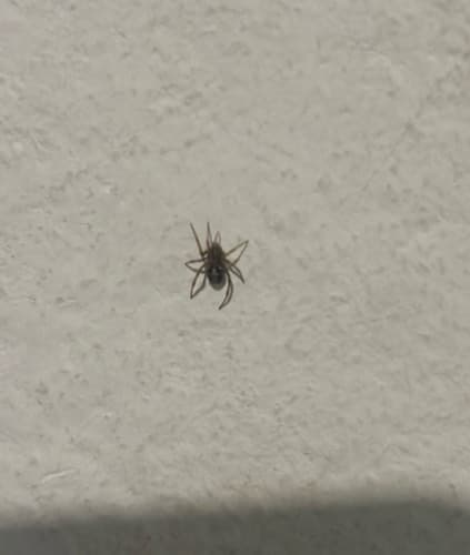 Araña cebra - Salticus scenicus