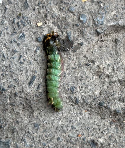 Mariposa Saturniidae -