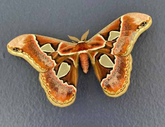 Atlas polilla - Attacus atlas
