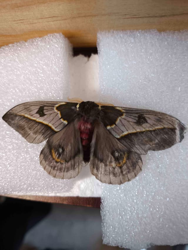 Mariposa Automeris - Automeris