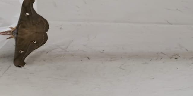 Polilla Io - Automeris Automeris io