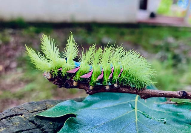 Oruga de Automeris - Automeris caterpillar