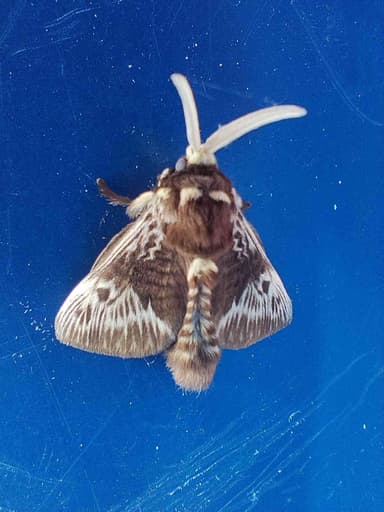 Lonomia (tipo de polilla gigante)