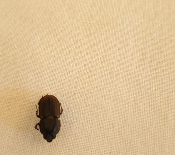 Escarabajo rinoceronte (variedades) -