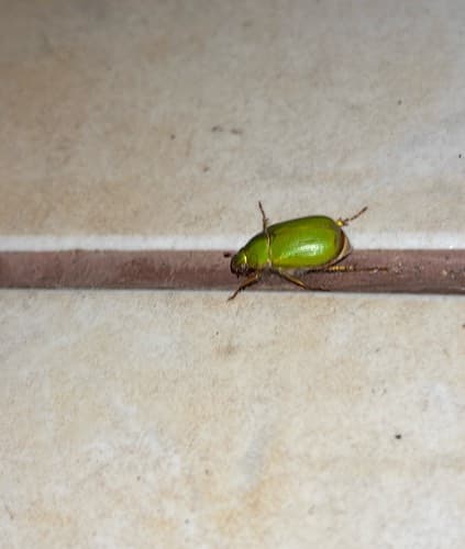 Escarabajo Joyero - Chrysina chrysina