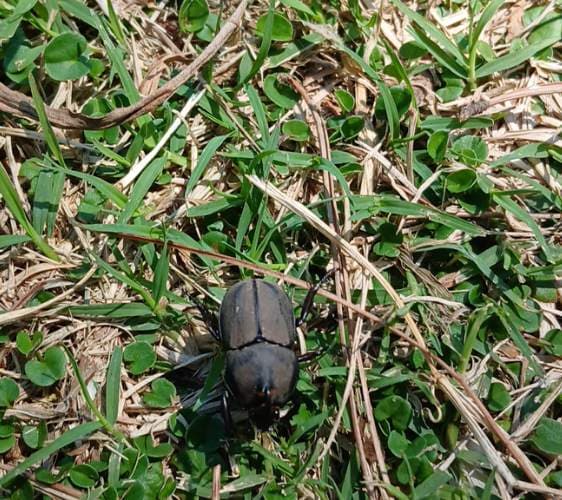 Escarabajo del Género Cyclocephala - Cyclocephala