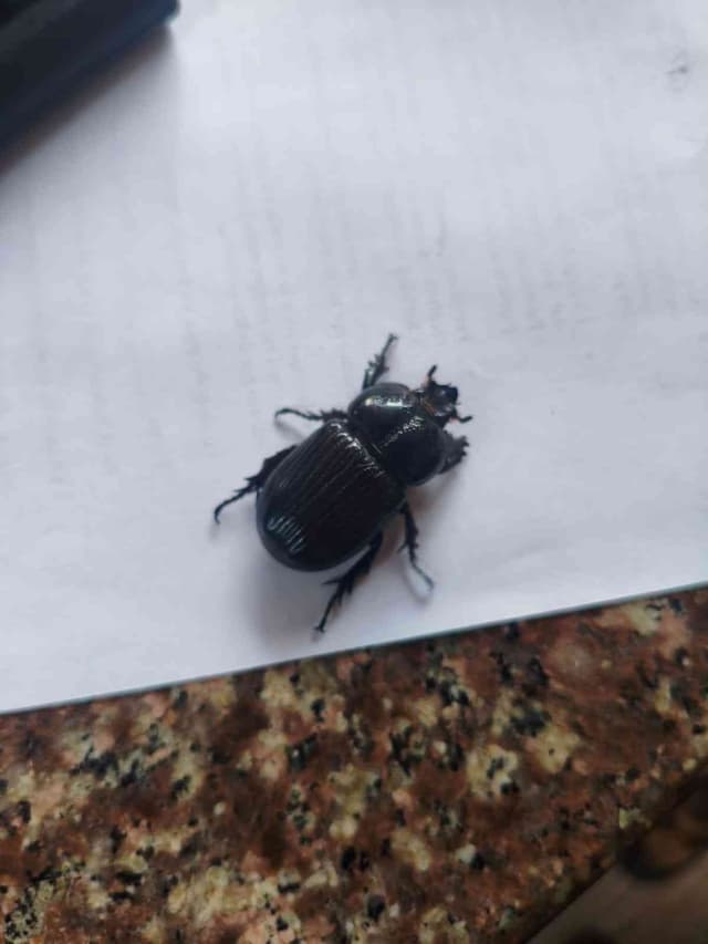 Escarabajo pelotero (Dichotomius sp.) - Dichotomius