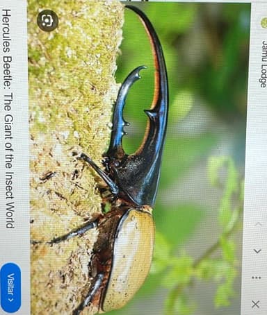 Escarabajo Hércules