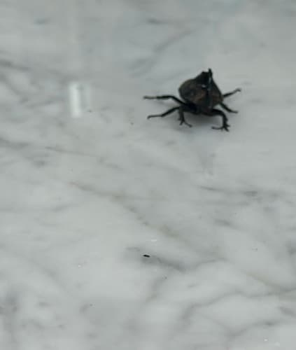 escarabajo estercolero (Phanaeus sp.) - Phanaeus