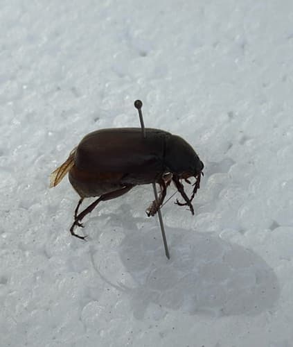 Gallina ciega - Phyllophaga