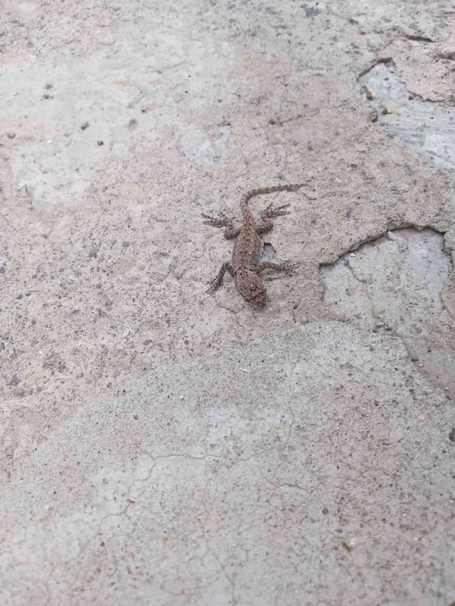 Eslizón de arena - scincus