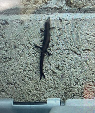 Skicnidido, lagartija gris