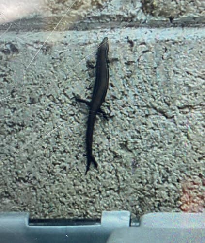 Skicnidido, lagartija gris - Plestiodon obsoletus