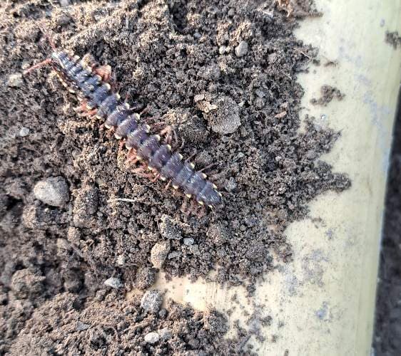 Escolopendra (Ciénpiés gigante) -