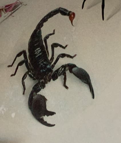 Escorpión emperador - Pandinus imperator