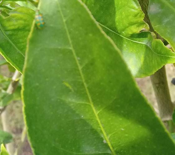 Chinche de escudo o Escarabajo de escudo (del género Poecilocoris) - Poecilocoris