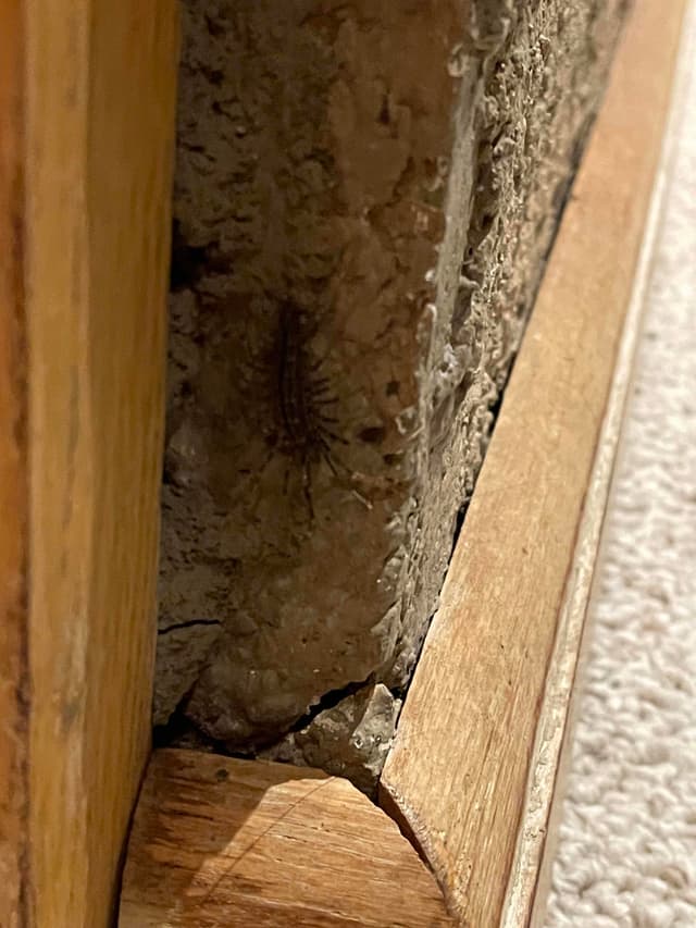 Ciempiés doméstico - Scutigera coleoptrata