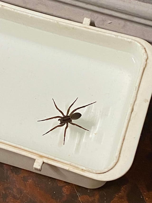 Araña violín - Loxosceles laeta