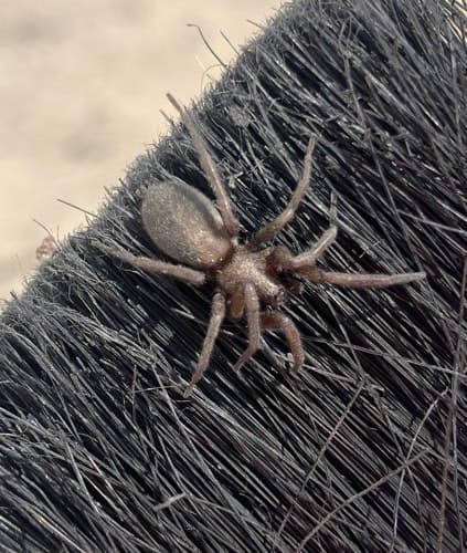 Viuda negra reclusa - Loxosceles Loxosceles reclusa