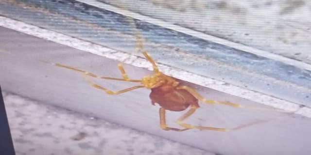 Araña de sol o camello -