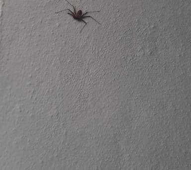 Araña cazadora gigante (Heteropoda)