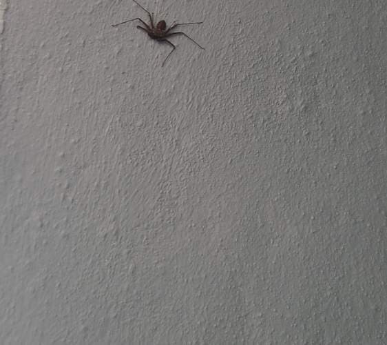 Araña cazadora gigante (Heteropoda) - Heteropoda