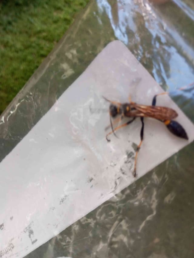 Avispa constructor de celdas amarillas y negras - Sceliphron