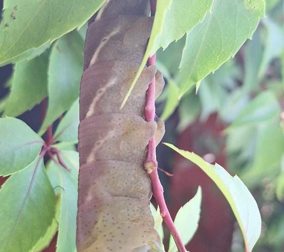 Polilla esfinge (género Manduca) - Manduca